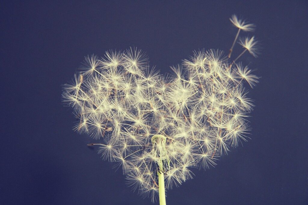 dandelion, heart, wish you