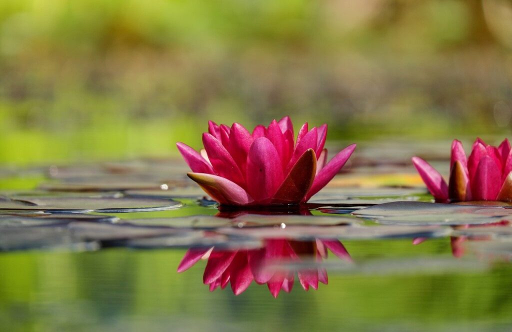 water lilies, lily pads, pond